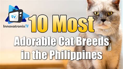 filipino cat breeds|Exploring the World of Philippine Domestic Cat Breeds.